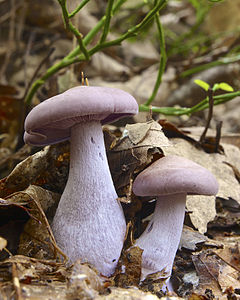 Lepista nuda (Wood Blewit)