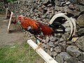 A Philippiné "lasak", or off-color fighting cock in teepee, gamecocks cord