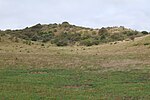 Thumbnail for File:Pasture in NP Vorpommersche Boddenlandschaft north of Hiddensee 2021-09-17 63.jpg