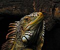 Commons:Picture of the Year/2009/R1/File:PortraitOfAnIguana.jpg