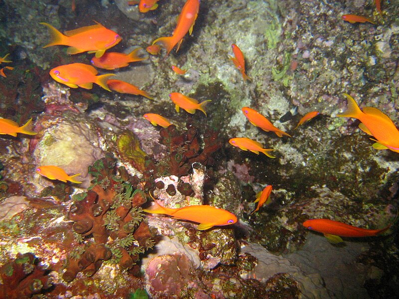 File:Red sea-reef 3575.jpg