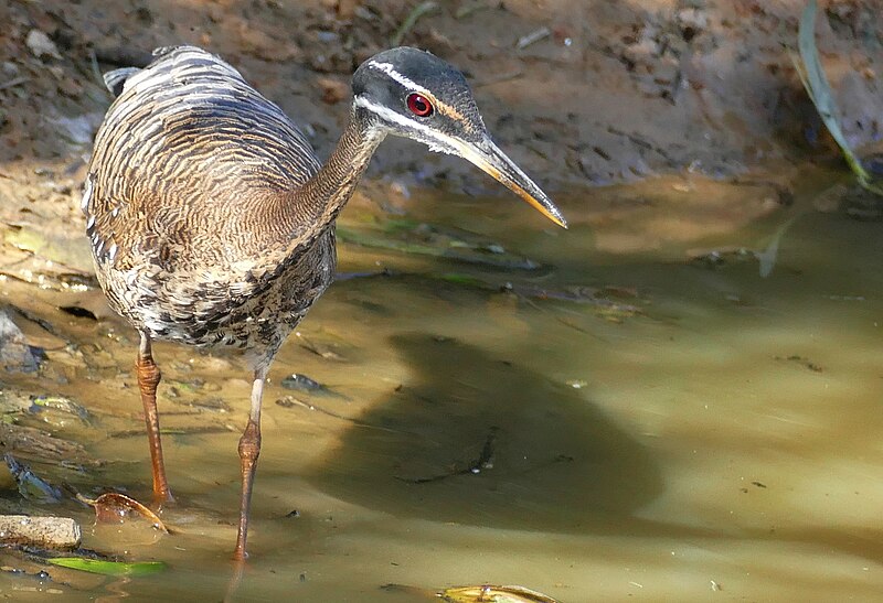 File:Sunbittern (Eurypyga helias) (48424340182).jpg