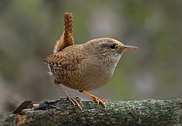 Ökörszem (Troglodytes troglodytes)