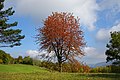 Wälder und Kalkmagerrasen der Ringgau Südabdachung