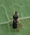 Malcidae : Malcus japonicus.