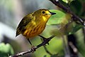 Male resident Cuban yellow warbler S. p. gundlachi, Cuba