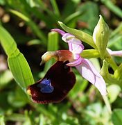 Ophrys bertolonii