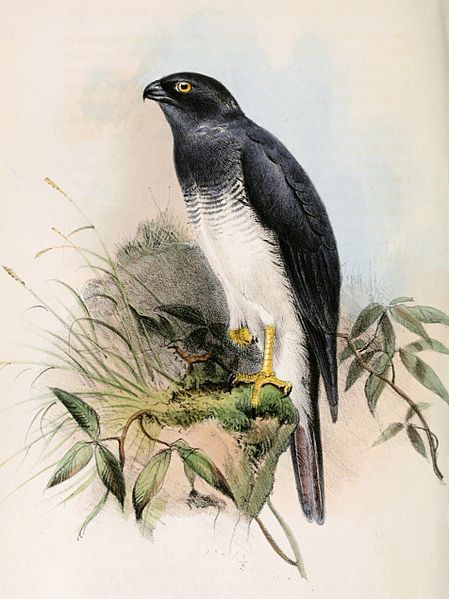 File:Accipiter haplochrous 1859.jpg