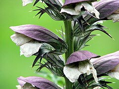 Acanthus niger