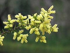 Description de l'image Acacia oxycedrus.jpg.