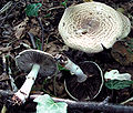 Agaricus impudicus