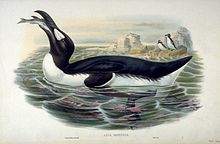 A breeding Great Auk tilts its head back, swallowing a fish.