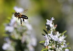 Apis mellifera (Western Honey Bee)