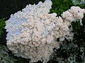 Brefeldia maxima on a tree stump in Scotland.