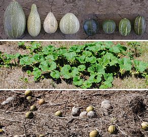 Cucurbita maxima subsp. andreana. Fotos de F. López Anido.