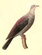 Columba versicolor