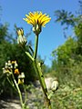 Crepis pannonica