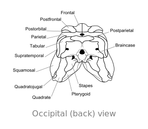 Ossa del cranio di Dimetrodon, in vista occipitale