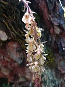 Flores de orquidácea litófita (Epidendrum sp.) en la quebrada Aquilpo.jpg