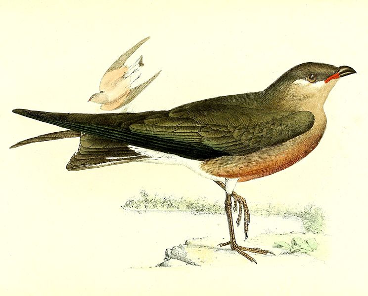 File:Glareola ocularis 1868.jpg