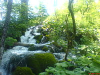 Kleine watervallen in het bos