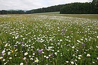 Obrovská diverzita tvarů, barev a vůní květů mnoha krytosemenných je výsledkem koevoluce s jejich opylovači