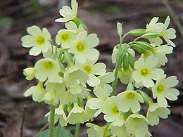 Primula elatior