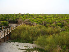 Español: Pinar marítimo de la playa de Punta Candor.