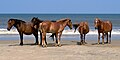 Five Banker Horses (a feral horse probably descended from Spanish horses) in Corolla, North Carolina.