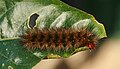 Spilosoma glatignyi