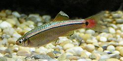 Kardinaalikala (Tanichthys albonubes)