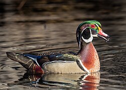 Wood duck drake (SDG 15)