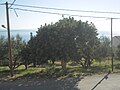 Carob tree (Χαρουπιά)