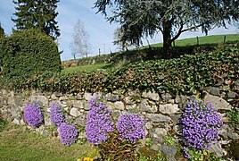 Aubriétias sur un mur de pierres sèches