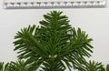 Abies amabilis