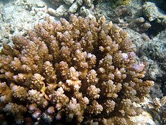 Acropora polystoma