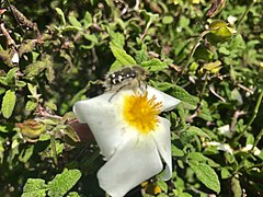 An Oxythyrea funesta on Cistus salviifolius.jpg