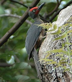 ♂ Mulleripicus fulvus