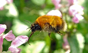 Bombus consobrinus.