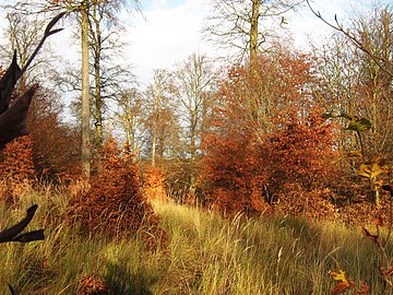 Pagoak Mecklenburg-Aurrepomeranian.