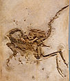 Compsognathus fossil.