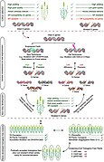 Development of stripe rust-resistant wheat variety using the CRISPR-Cas system.jpg