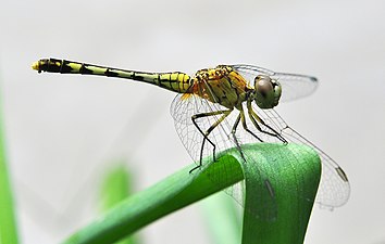 Odonata