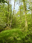 La forêt de Nieppe