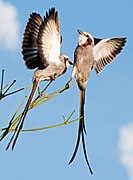 Gubernetes yetapa -Piraju, Sao Paulo, Brasil -two-8a.jpg