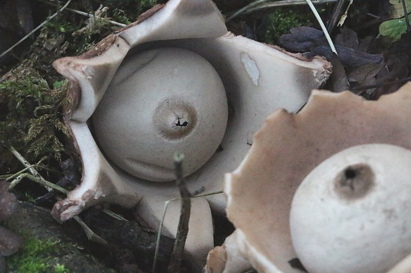 File:Geastrum triplex 105301714.jpg