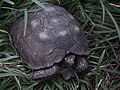 Tortuga de Texas, Gopherus berlandieri