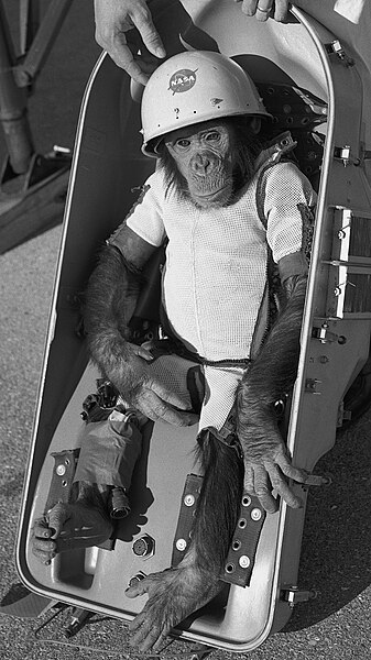 File:Ham the chimp (cropped).jpg