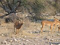 Paa wa kiume akabiliana changamoto, katika sehemu ya Etosha, Namibia