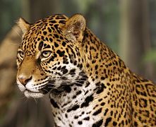 Jaguar head shot-edit2.jpg